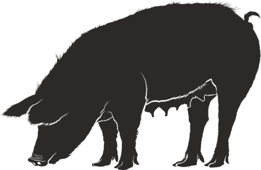 Silhouetteofa Pig