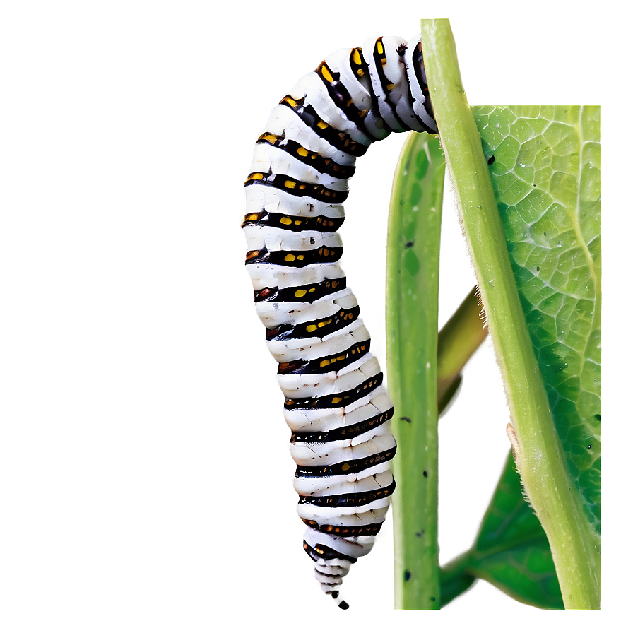 Silkworm Caterpillar Png Xvg