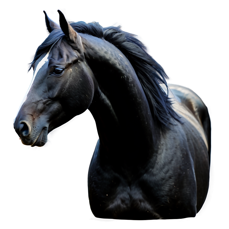 Silky Mane Black Horse Png 06262024