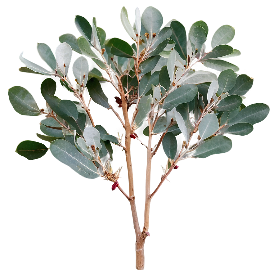 Silver Dollar Eucalyptus Png 46