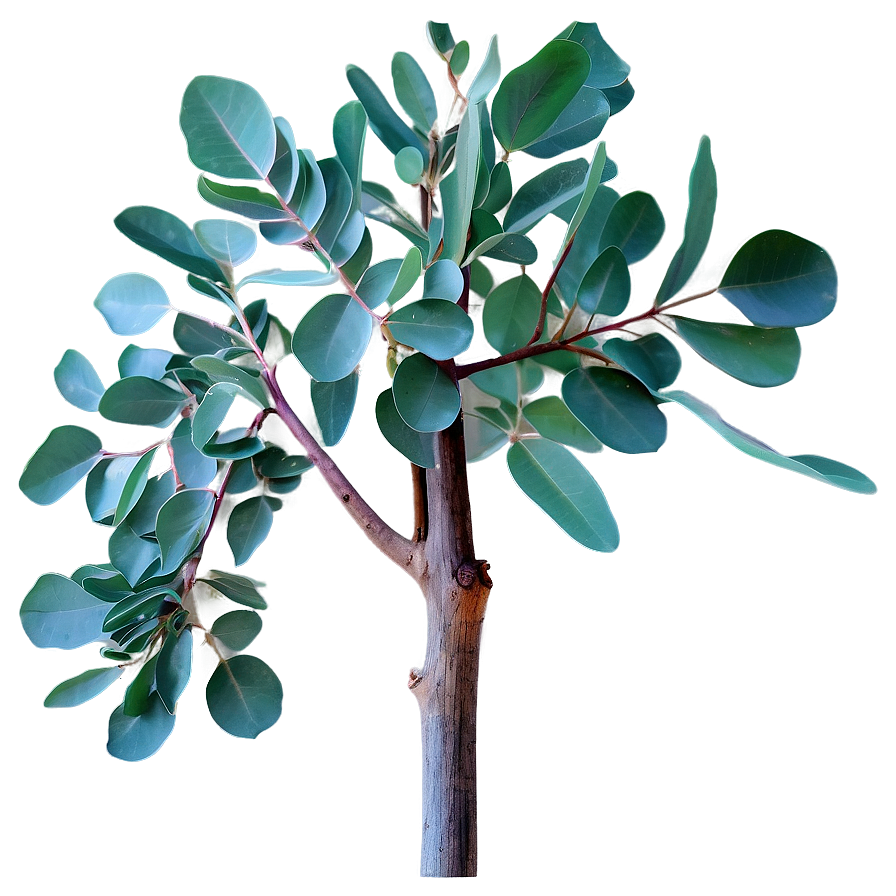 Silver Dollar Eucalyptus Png Cnf