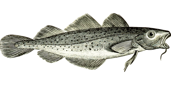 Silver Fish Illustration