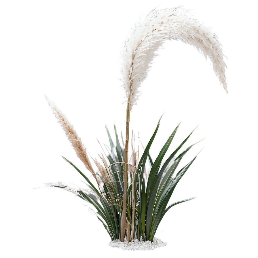 Silver Pampas Grass Png Buh