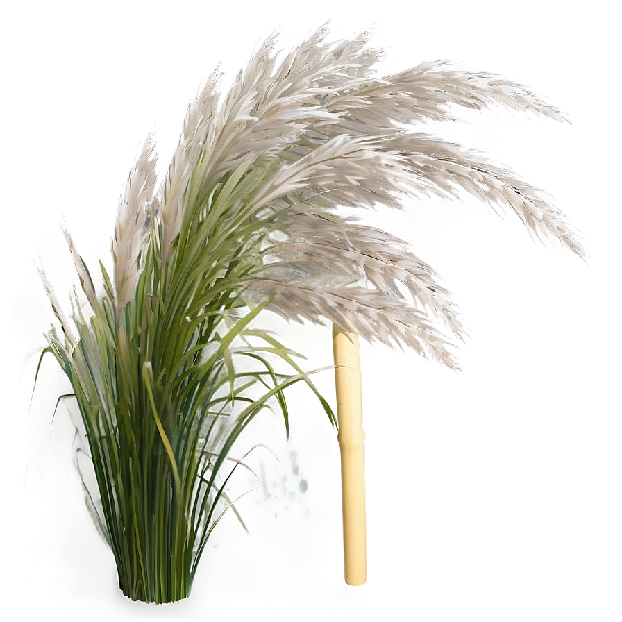 Silver Pampas Grass Png Hcn