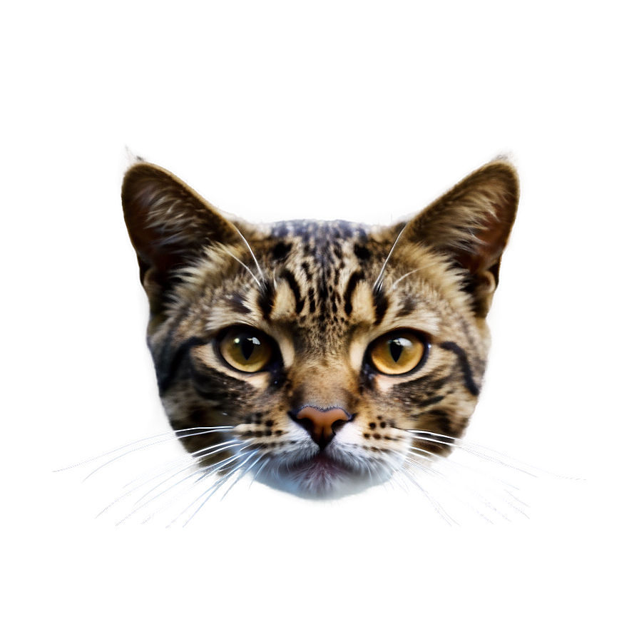 Simple Cat Face Png 06122024