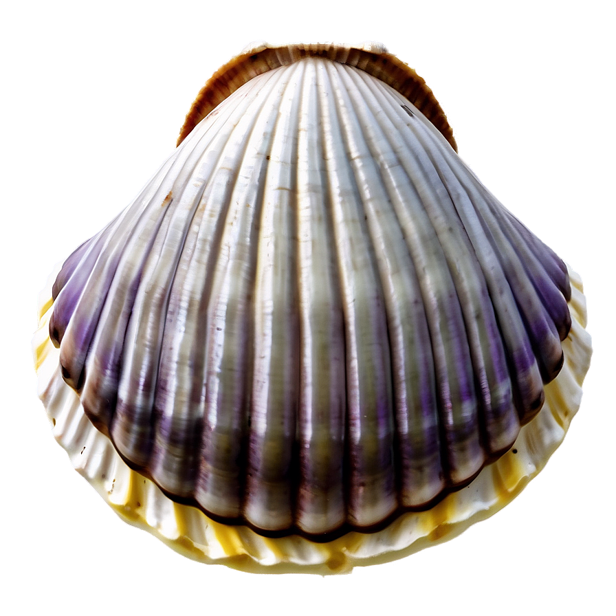 Simple Clam Shell Png 75