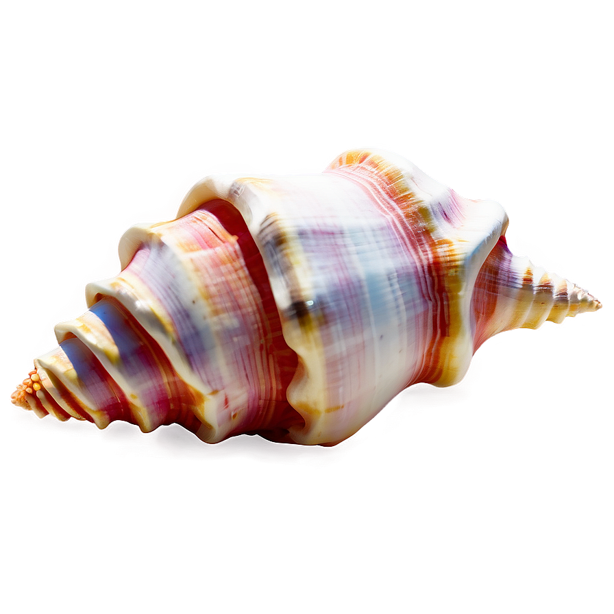 Simple Conch Shell Png Qtr