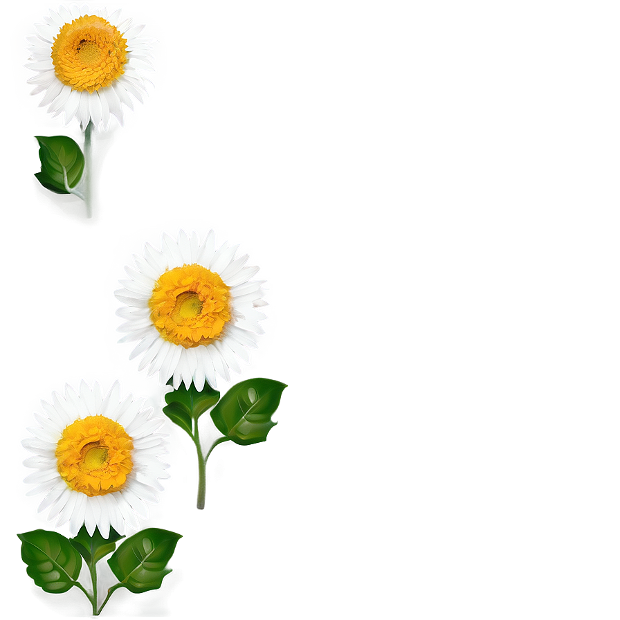 Simple Daisy Png 41