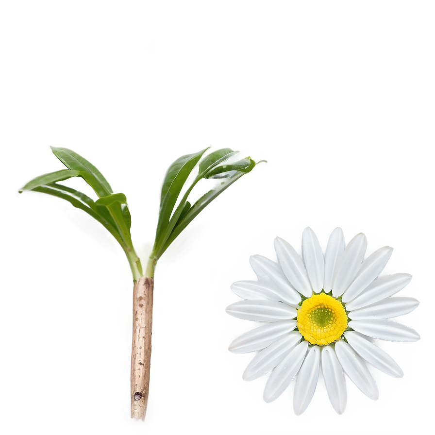 Simple Daisy Png Dmf