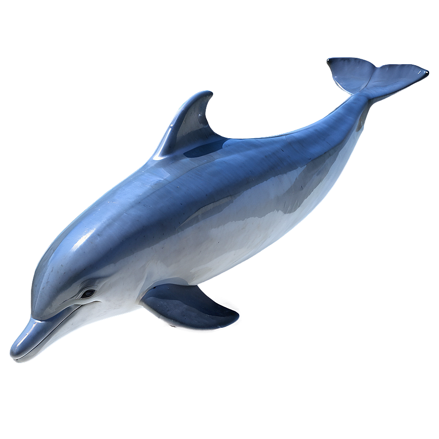 Simple Dolphin Png 05062024