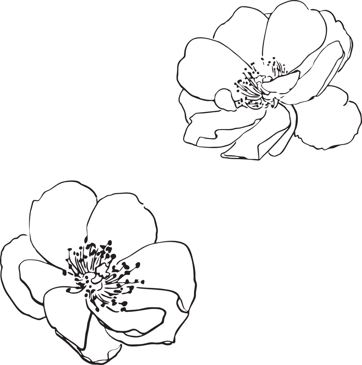 Simple Floral Sketches.png