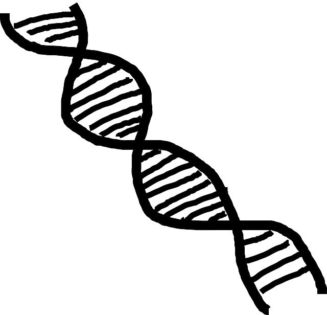 Simplified D N A Structure Illustration