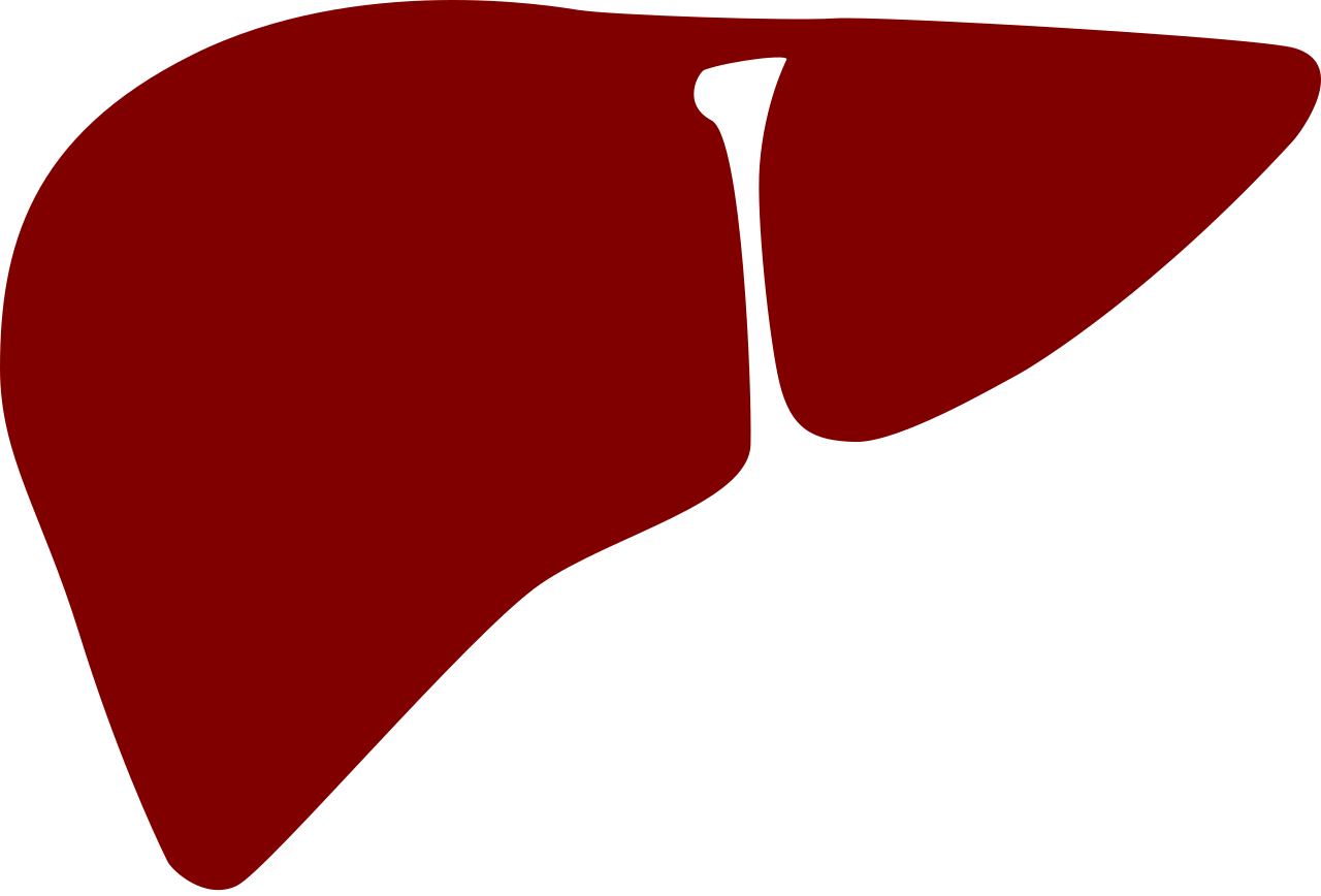 Simplified Liver Icon