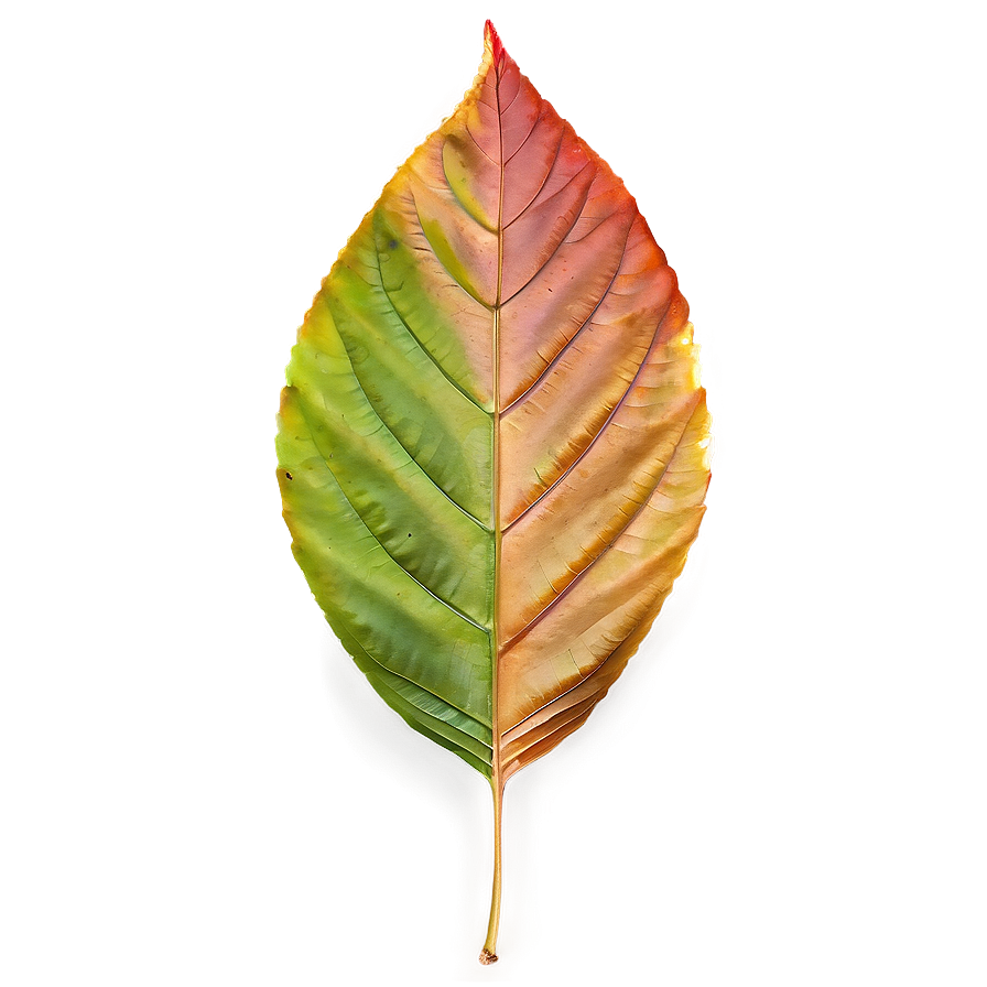 Single Autumn Leaf Png 95