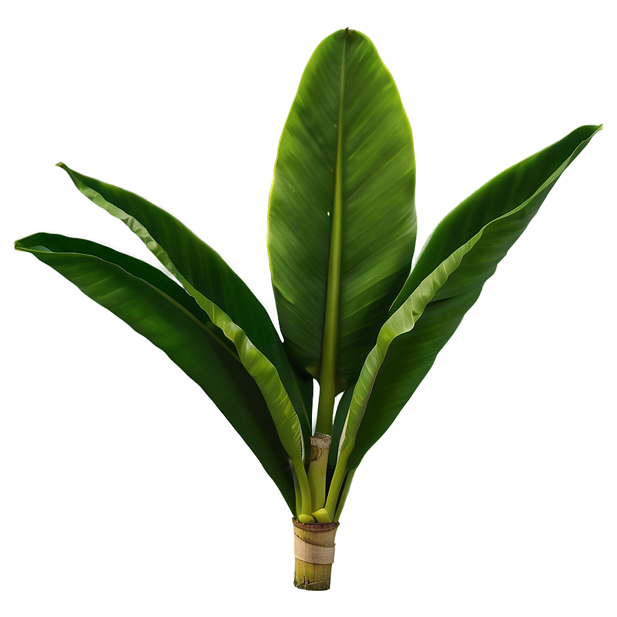 Single Banana Leaf Png 06232024