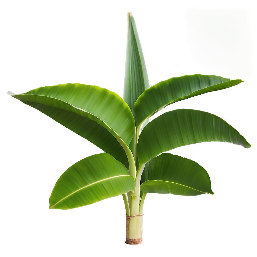 Single Banana Leaf Png Qsu46