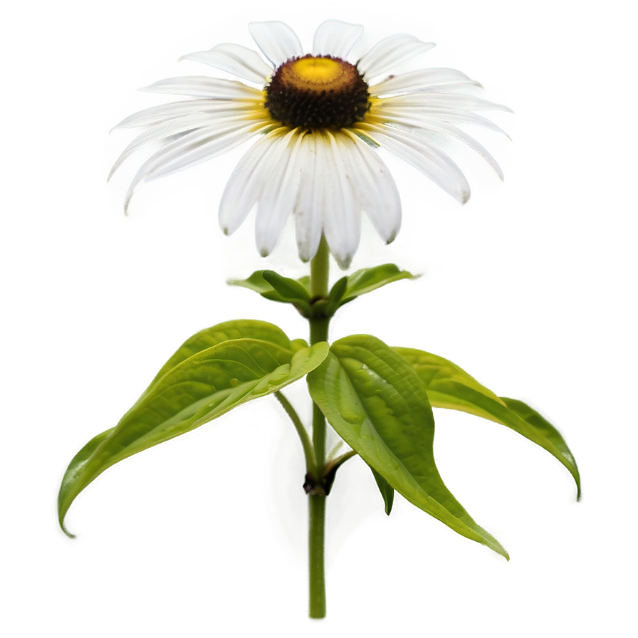 Single Black Eyed Susan Bloom Png Pwy65