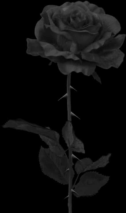 Single Black Roseon Dark Background.jpg