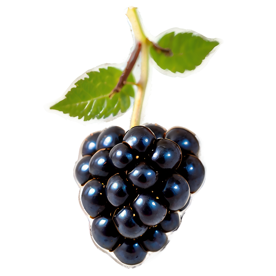 Single Blackberry Png Lwn