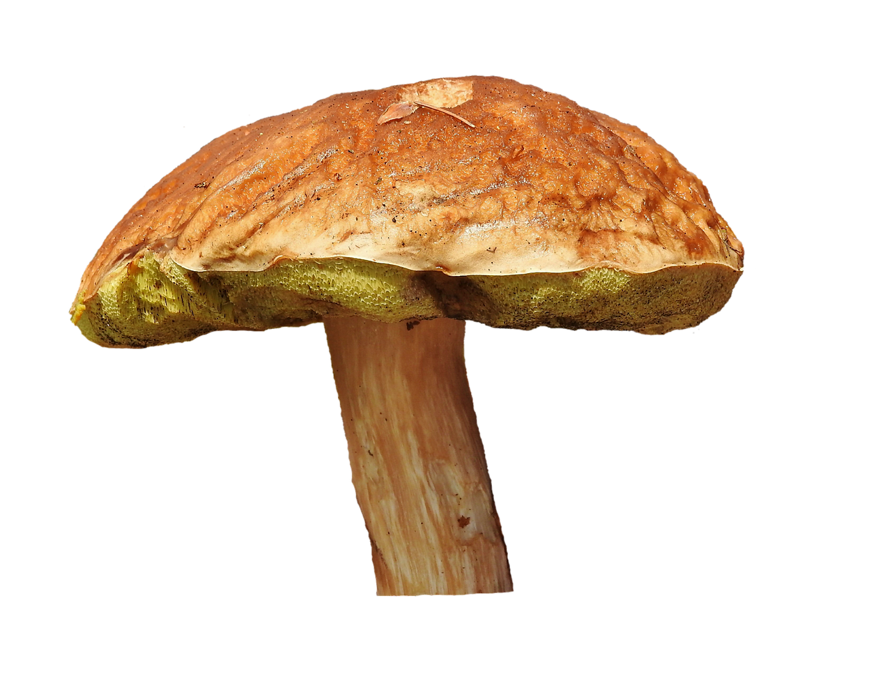 Single Brown Cap Mushroom Black Background