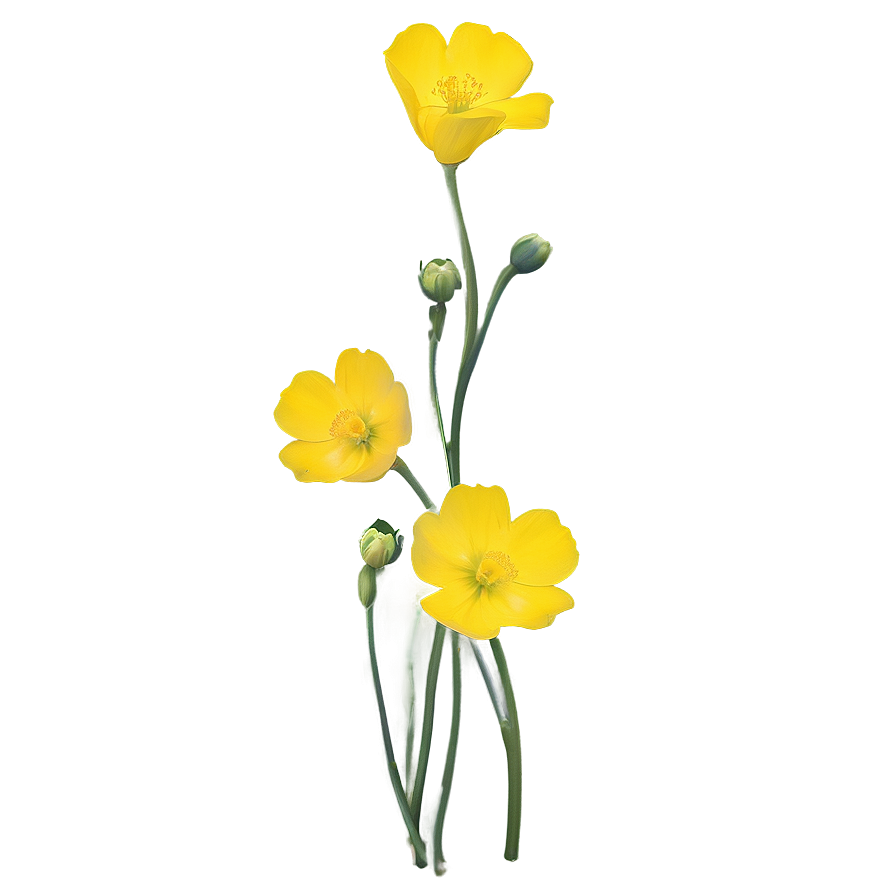 Single Buttercup Png Xto80