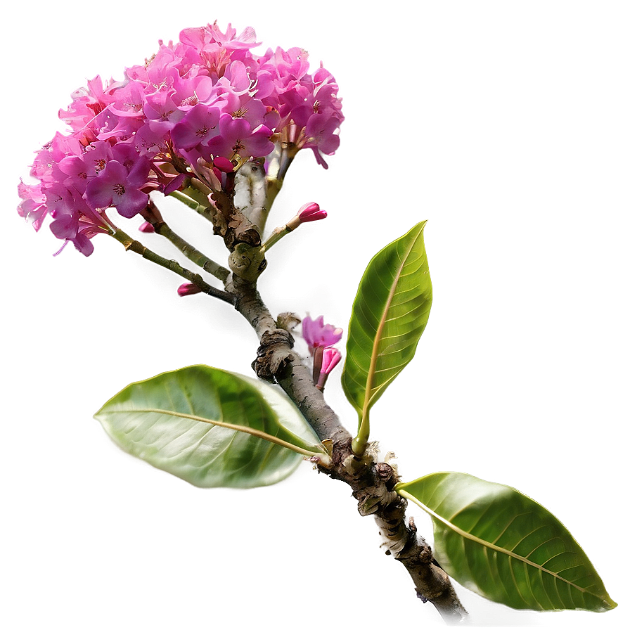 Single Crepe Myrtle Flower Png Wuq