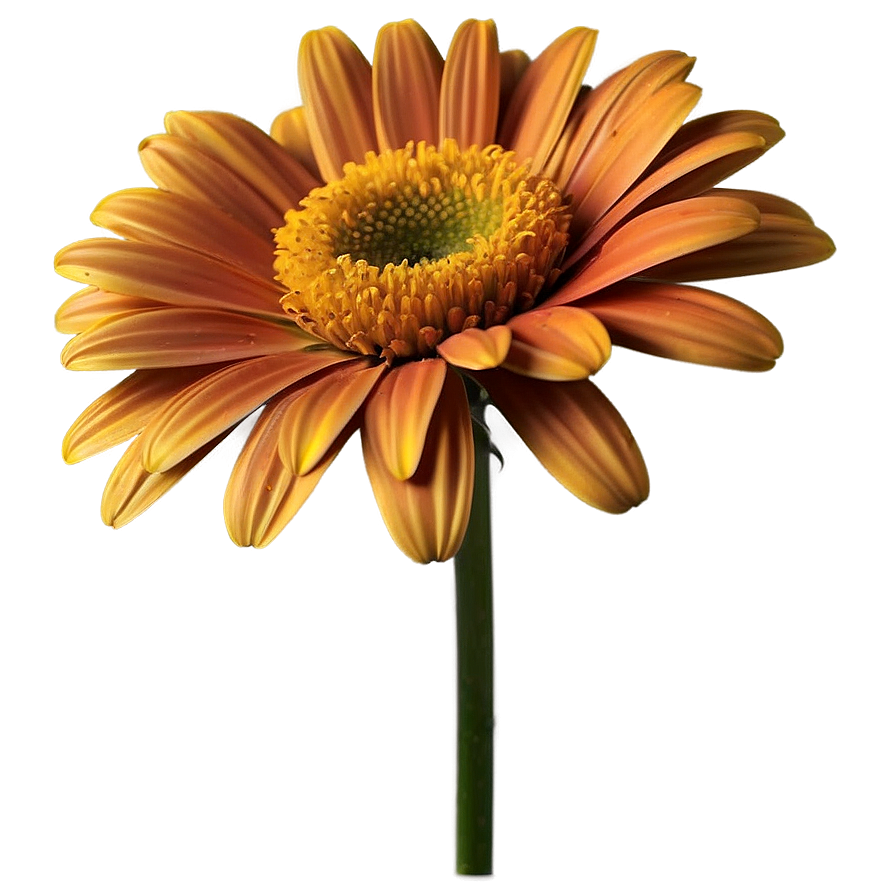 Single Daisy Flower Png 17