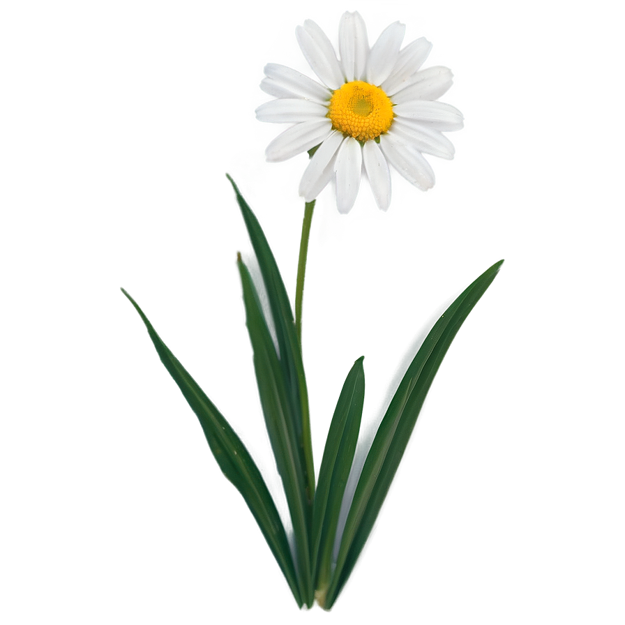 Single Daisy Flower Png Xdd57