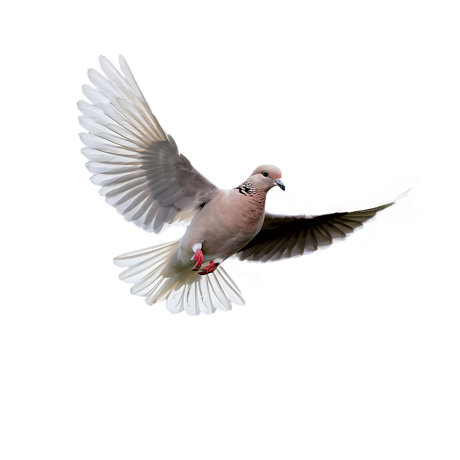 Single Dove Flying Png Qjm30