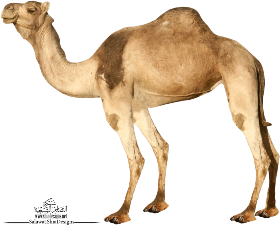 Single Dromedary Camel Standing