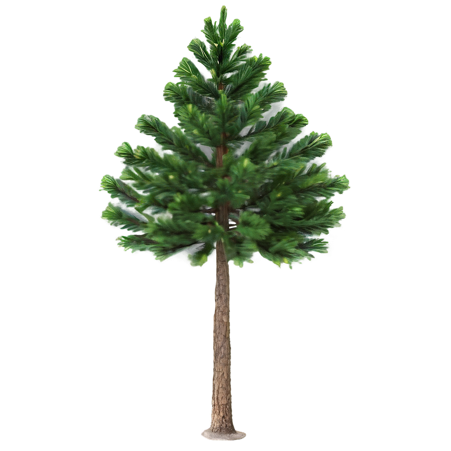 Single Evergreen Tree Png 06212024