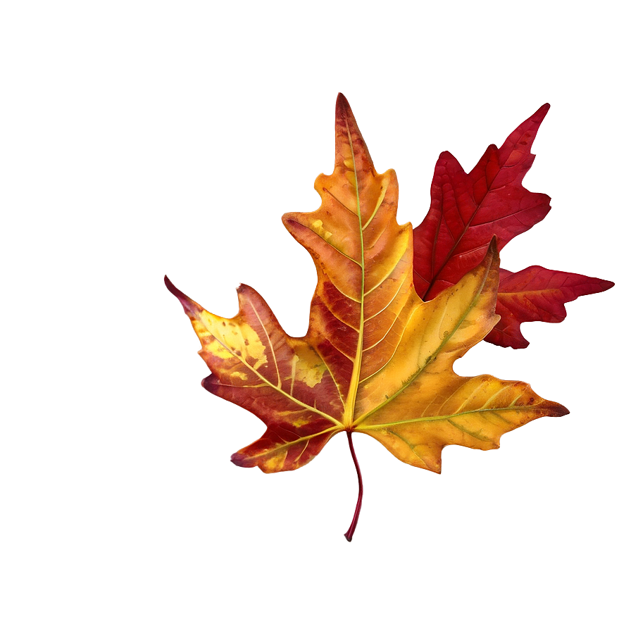 Single Fall Leaf Png Mfl