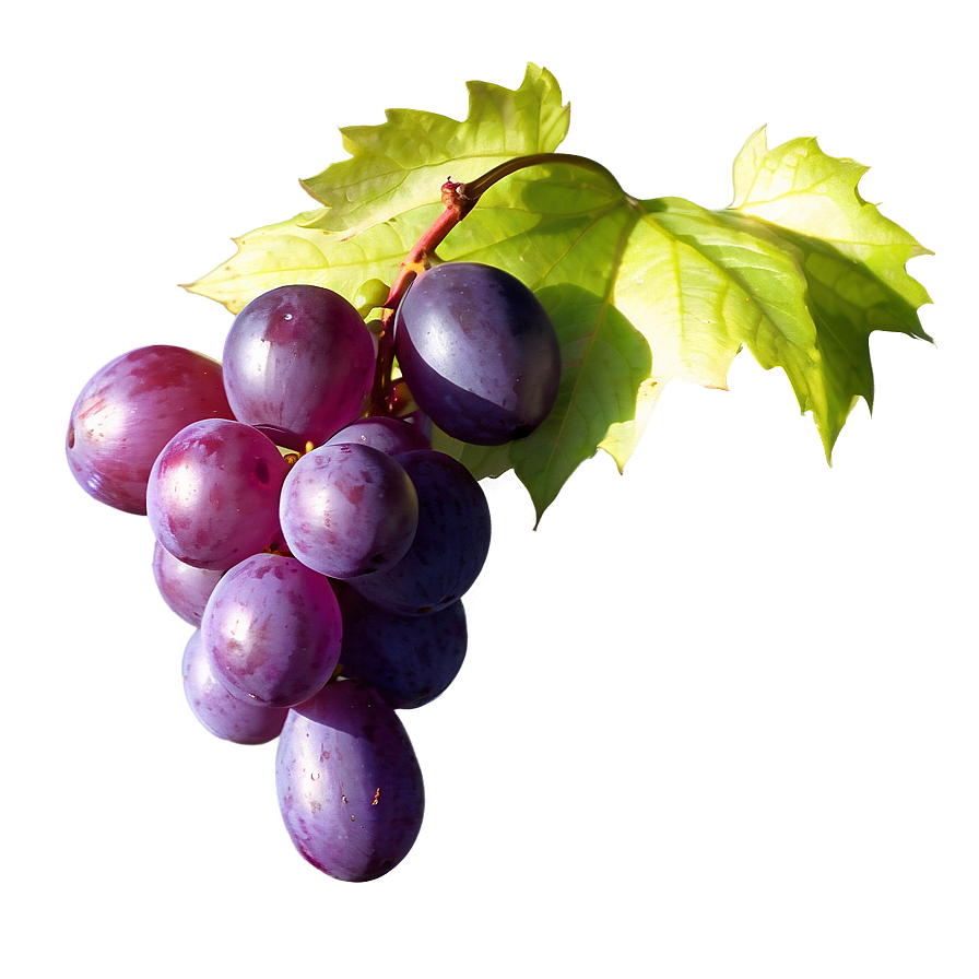 Single Grape In Sunlight Png 06292024