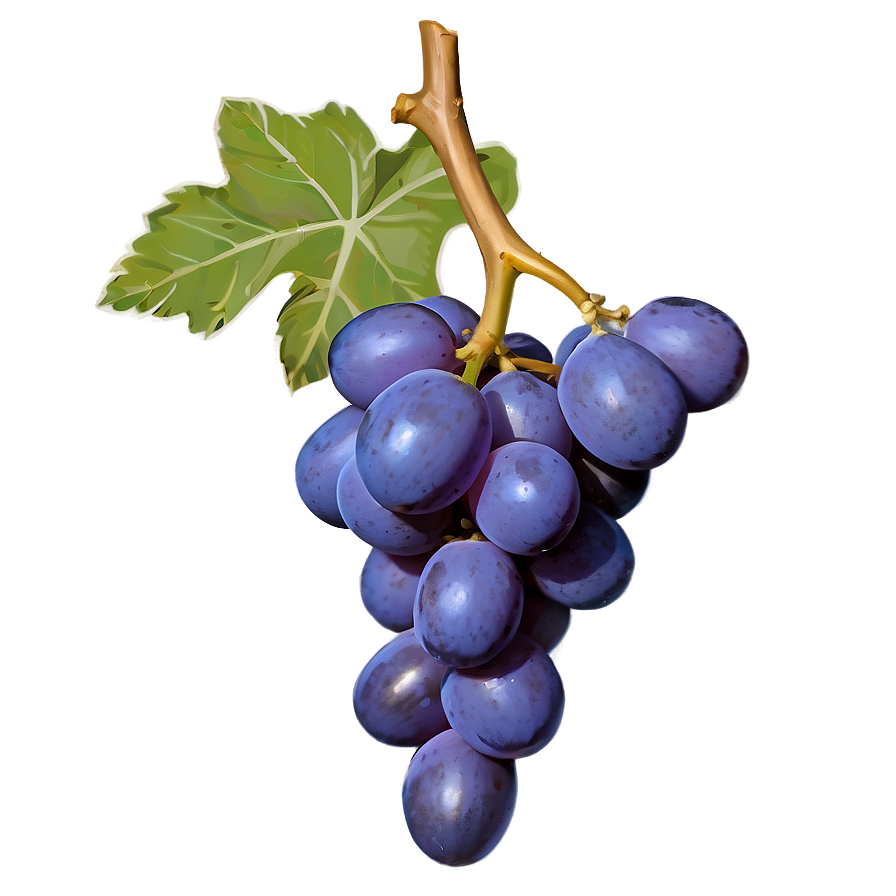 Single Grape Isolated Png 06292024