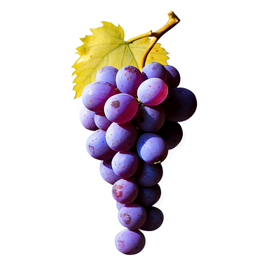 Single Grape No Background Png Lya