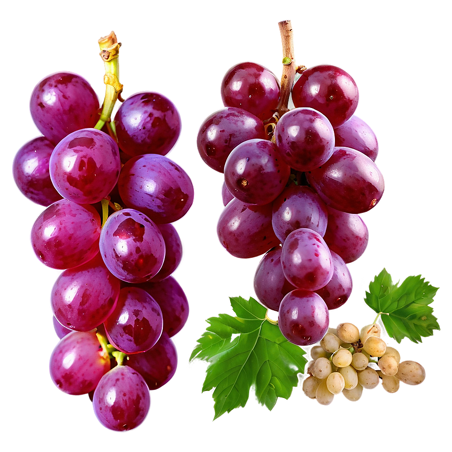 Single Grape On White Png Fgo