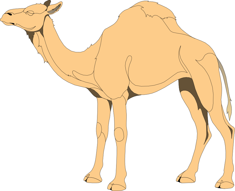 Single Humped Camel Illustration.png