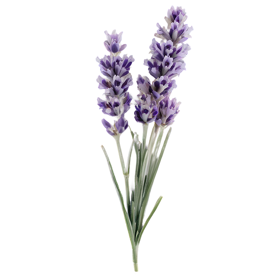 Single Lavender Stem Png 41