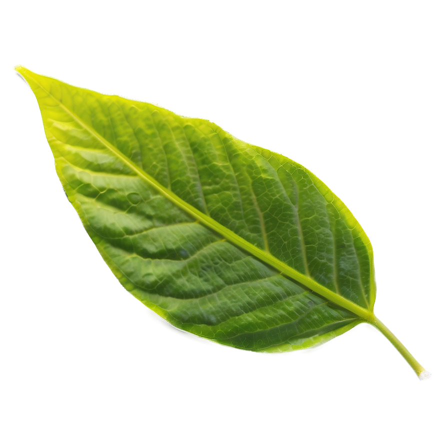 Single Leaf Png 05032024