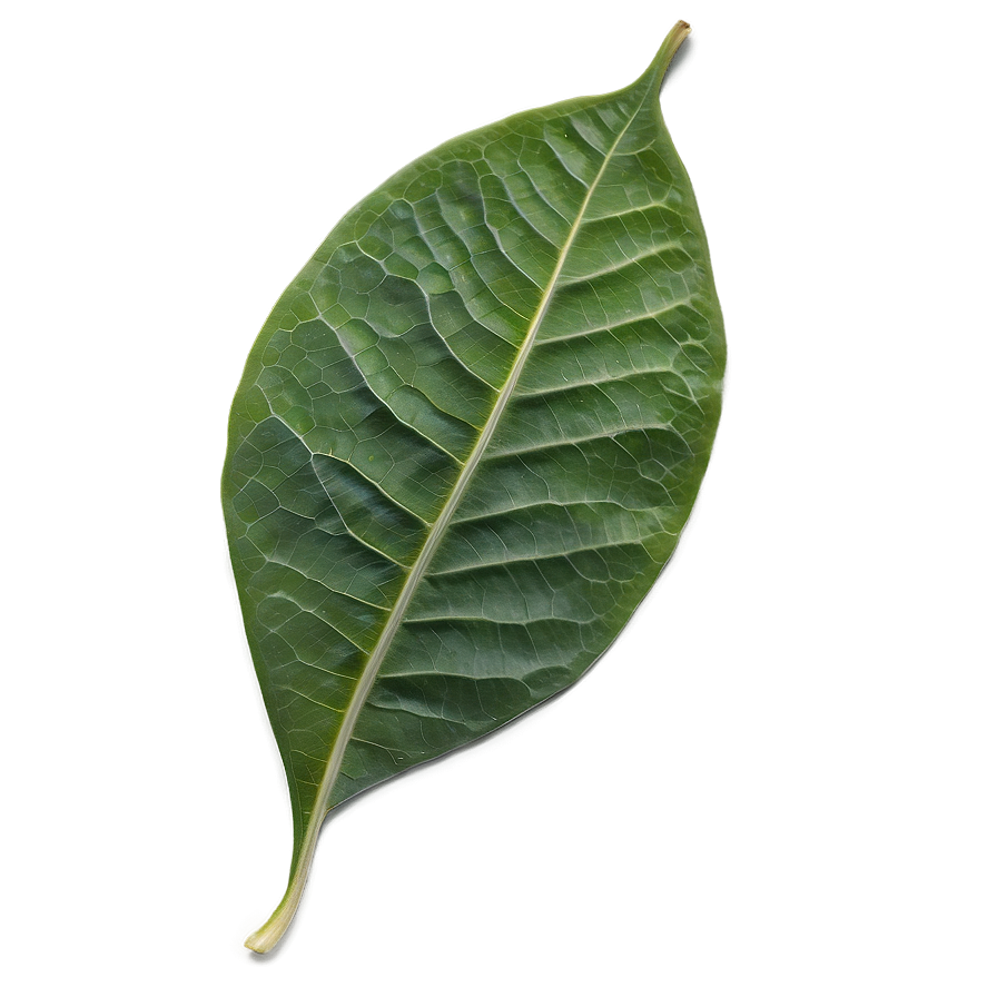 Single Leaf Png Vhv54