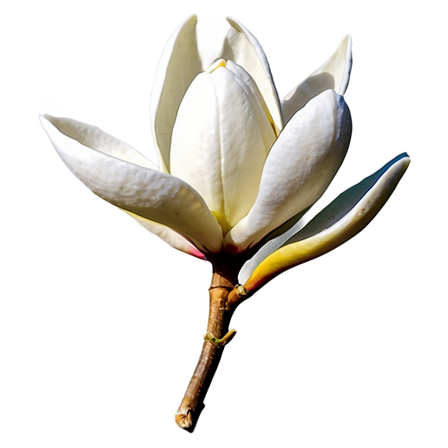 Single Magnolia Flower Png Jme14