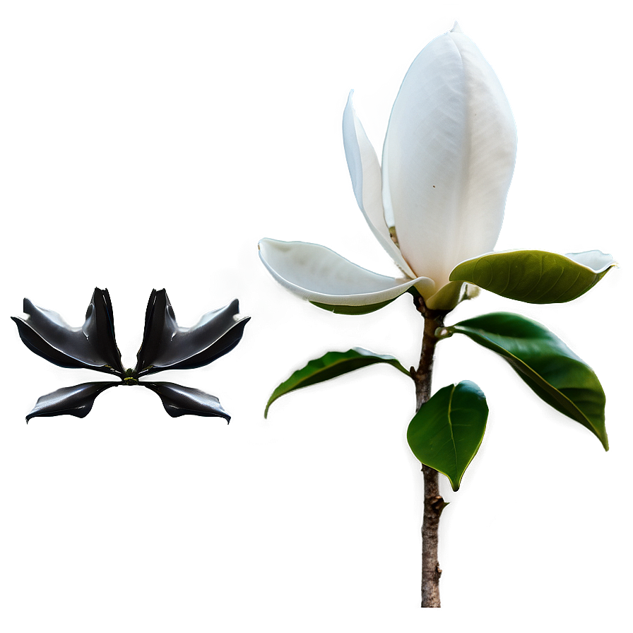 Single Magnolia In Focus Png 06252024