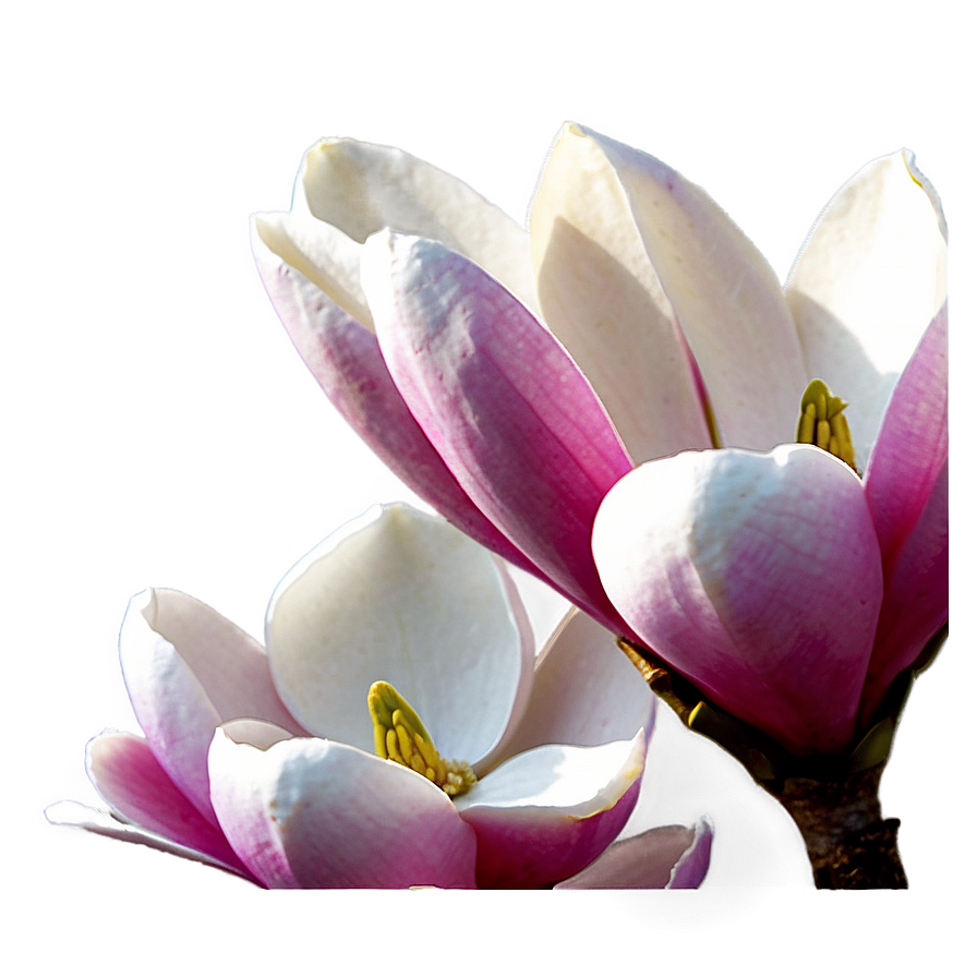 Single Magnolia In Focus Png Man85