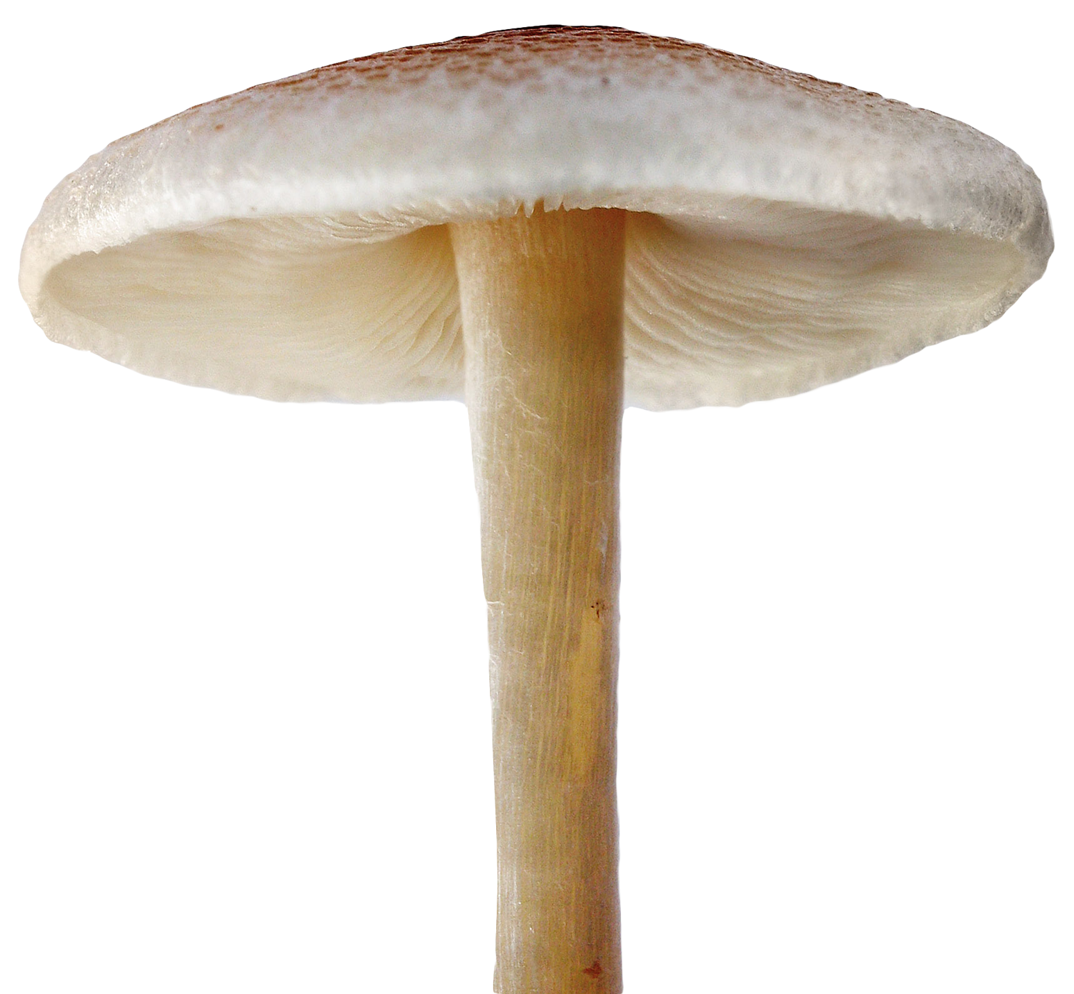 Single Mushroom Isolated Background