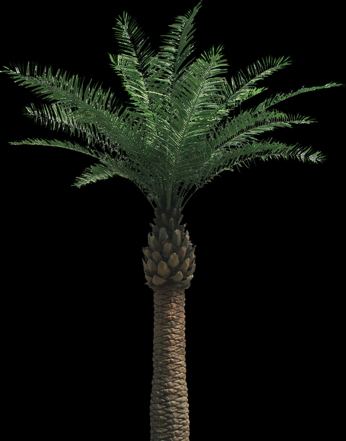 Single Palm Tree Against Night Sky