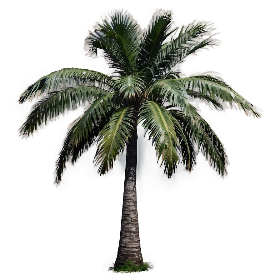 Single Palm Tree Png 37