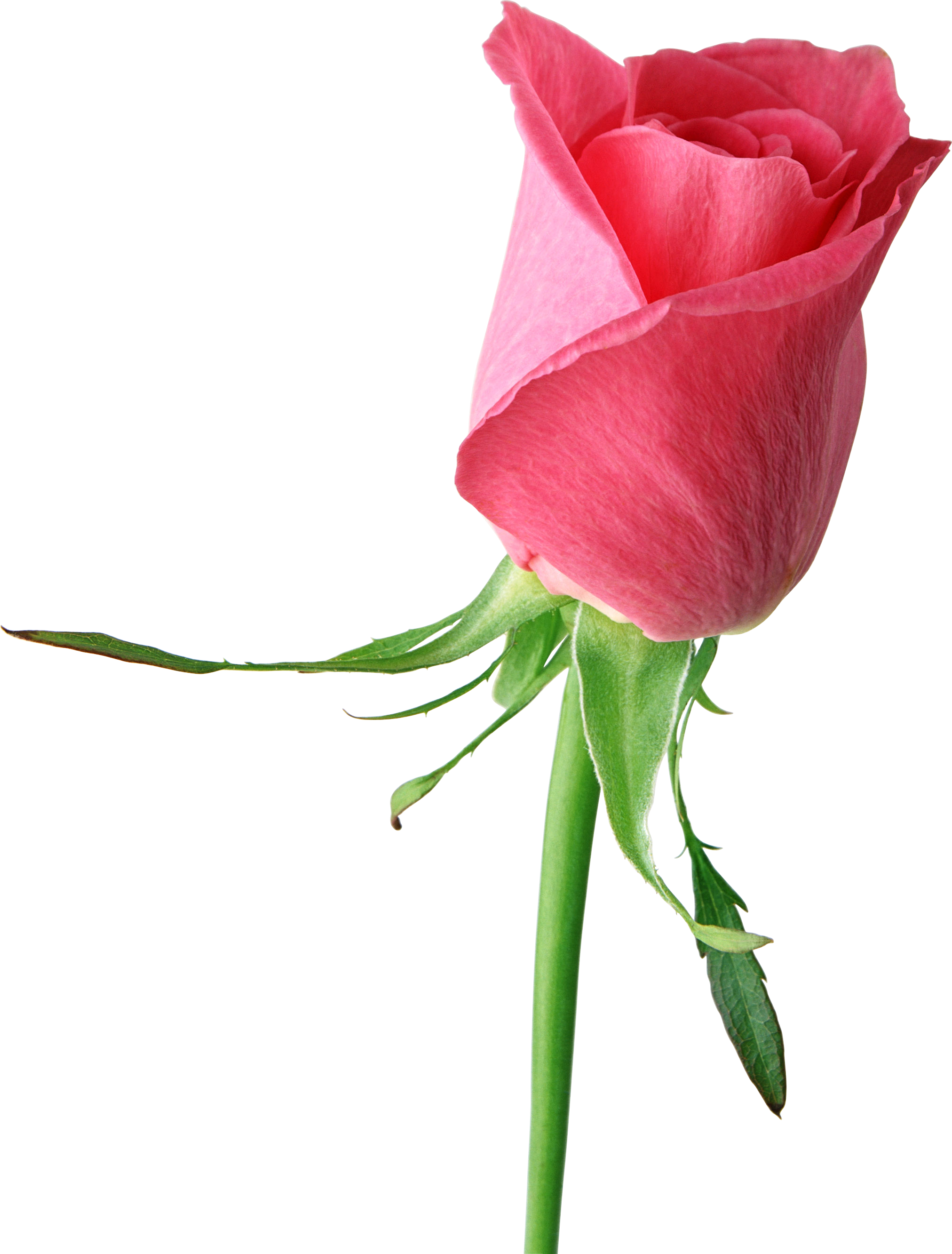 Single Pink Rose Isolated Background