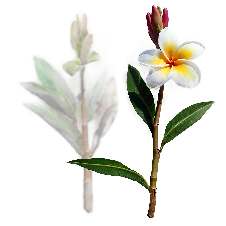 Single Plumeria Flower Png 41