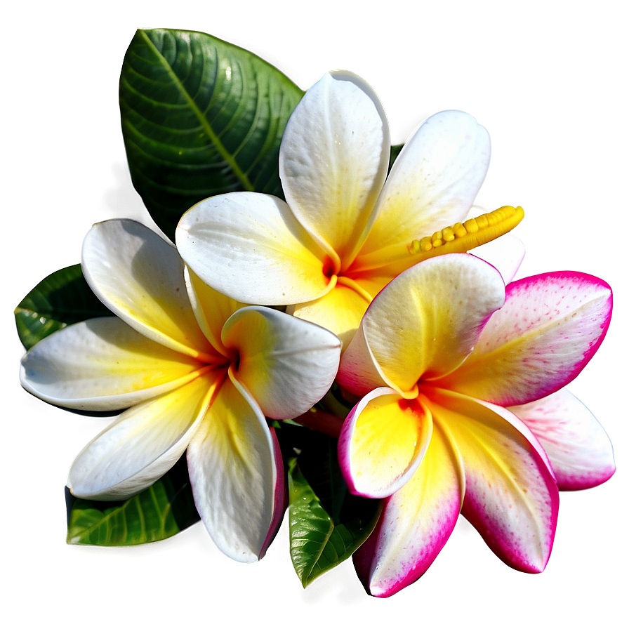 Single Plumeria Flower Png Pif97