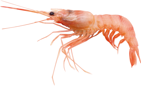 Single Prawn Isolated Background